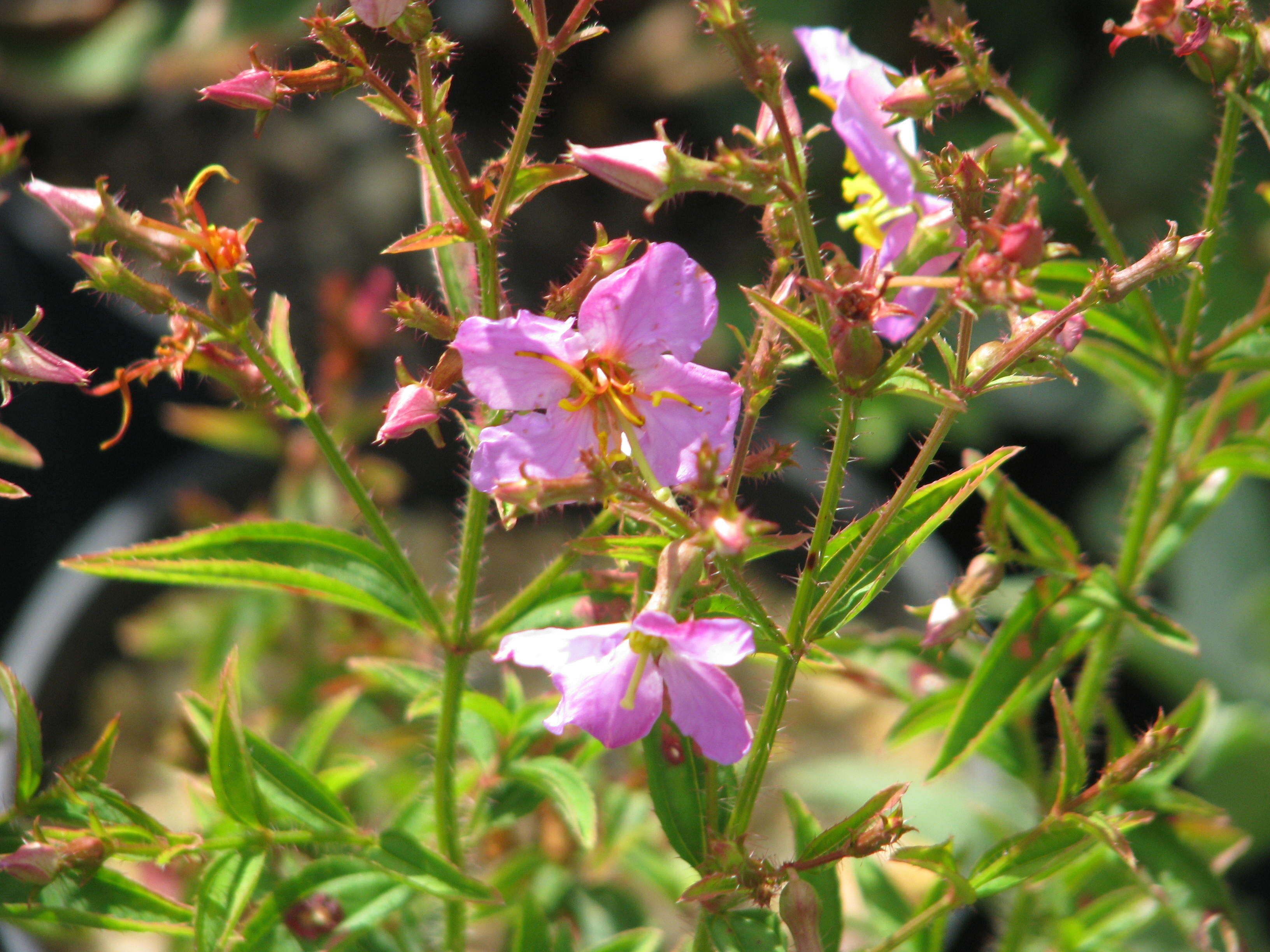 Imagem de Rhexia virginica L.