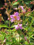 Imagem de Rhexia virginica L.