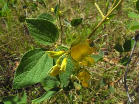 Cajanus reticulatus (Dryand.) F. Muell.的圖片