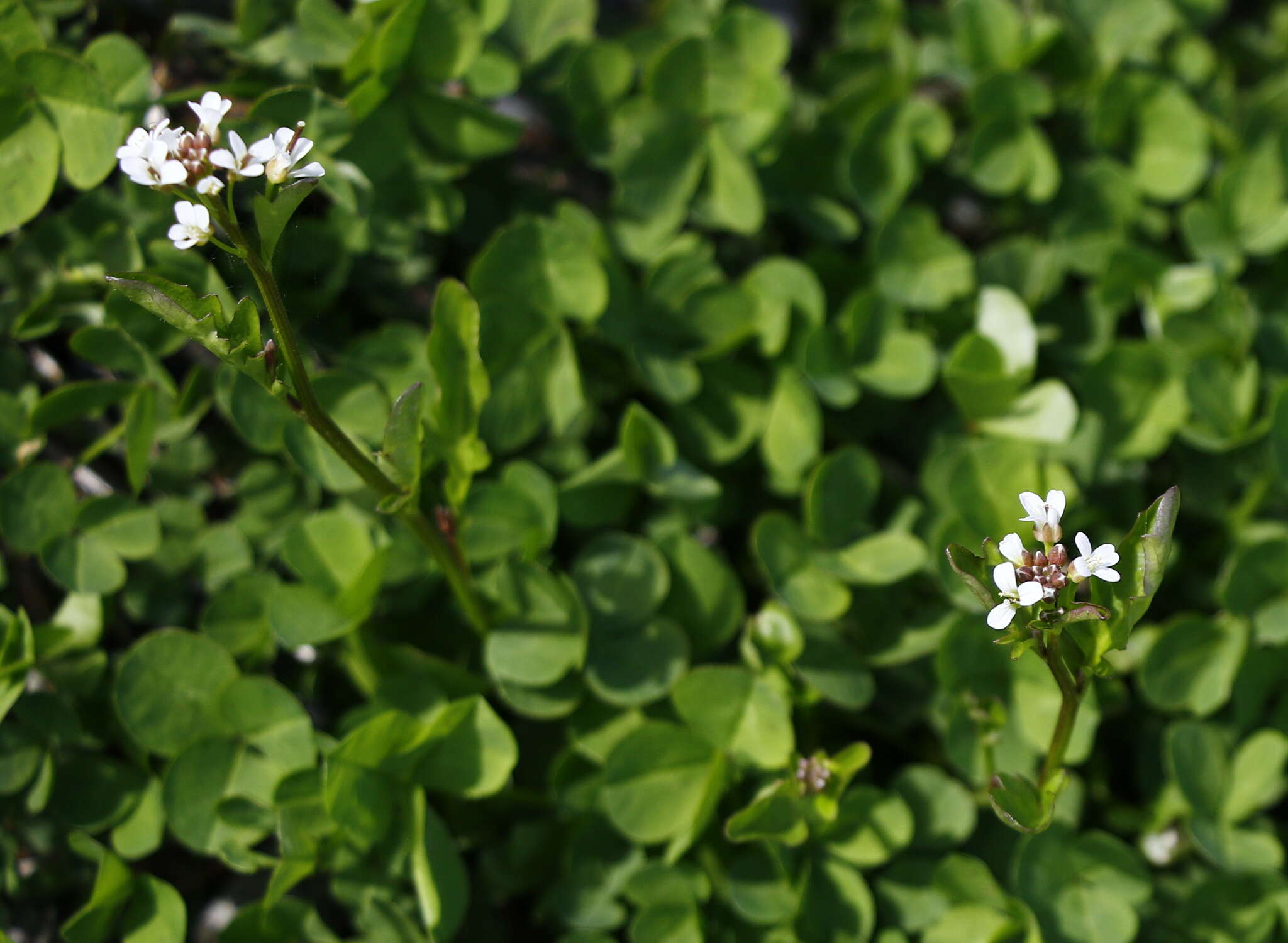 Image of Cardamine scutata Thunb.