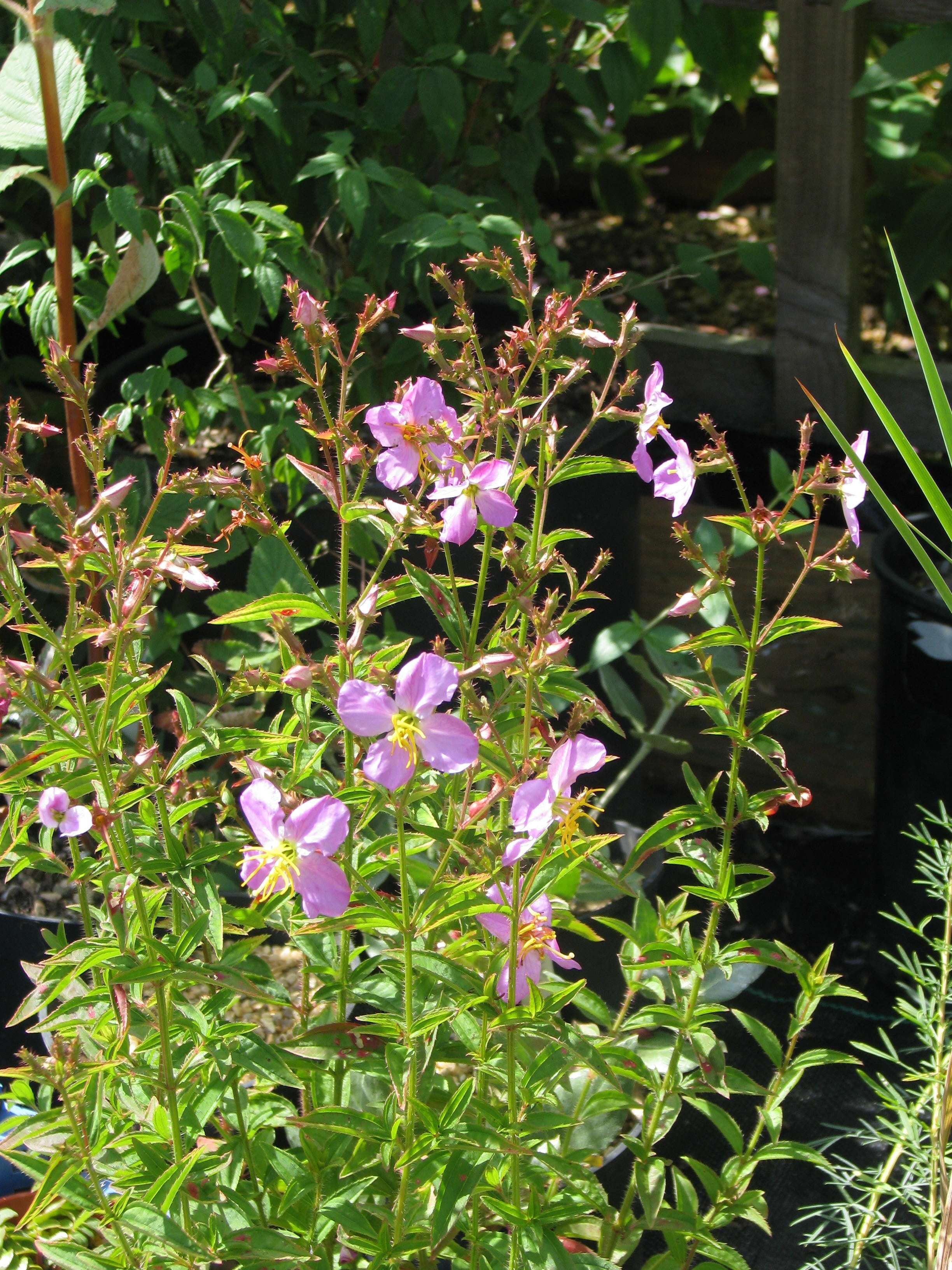 Imagem de Rhexia virginica L.