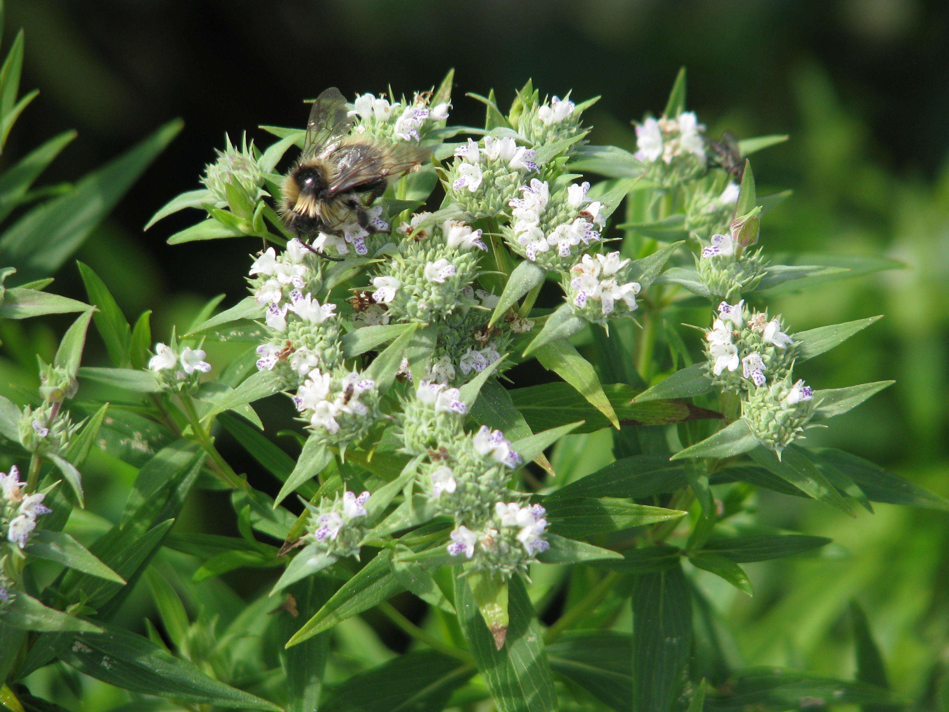 Imagem de Pycnanthemum tenuifolium Schrad.