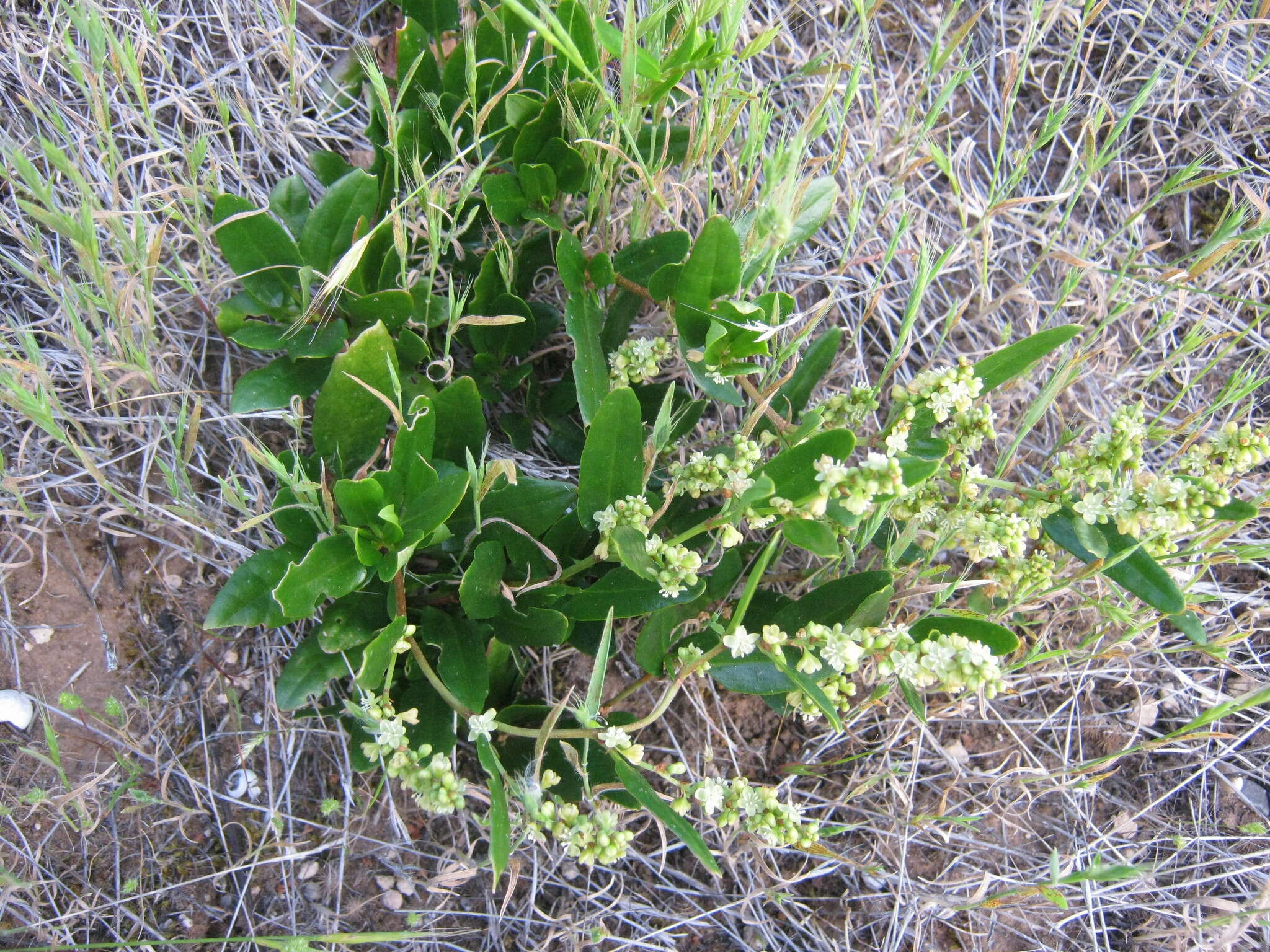 Image of Muehlenbeckia gunnii (Hook. fil.) Walp.