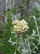 Image of Allium atropurpureum Waldst. & Kit.