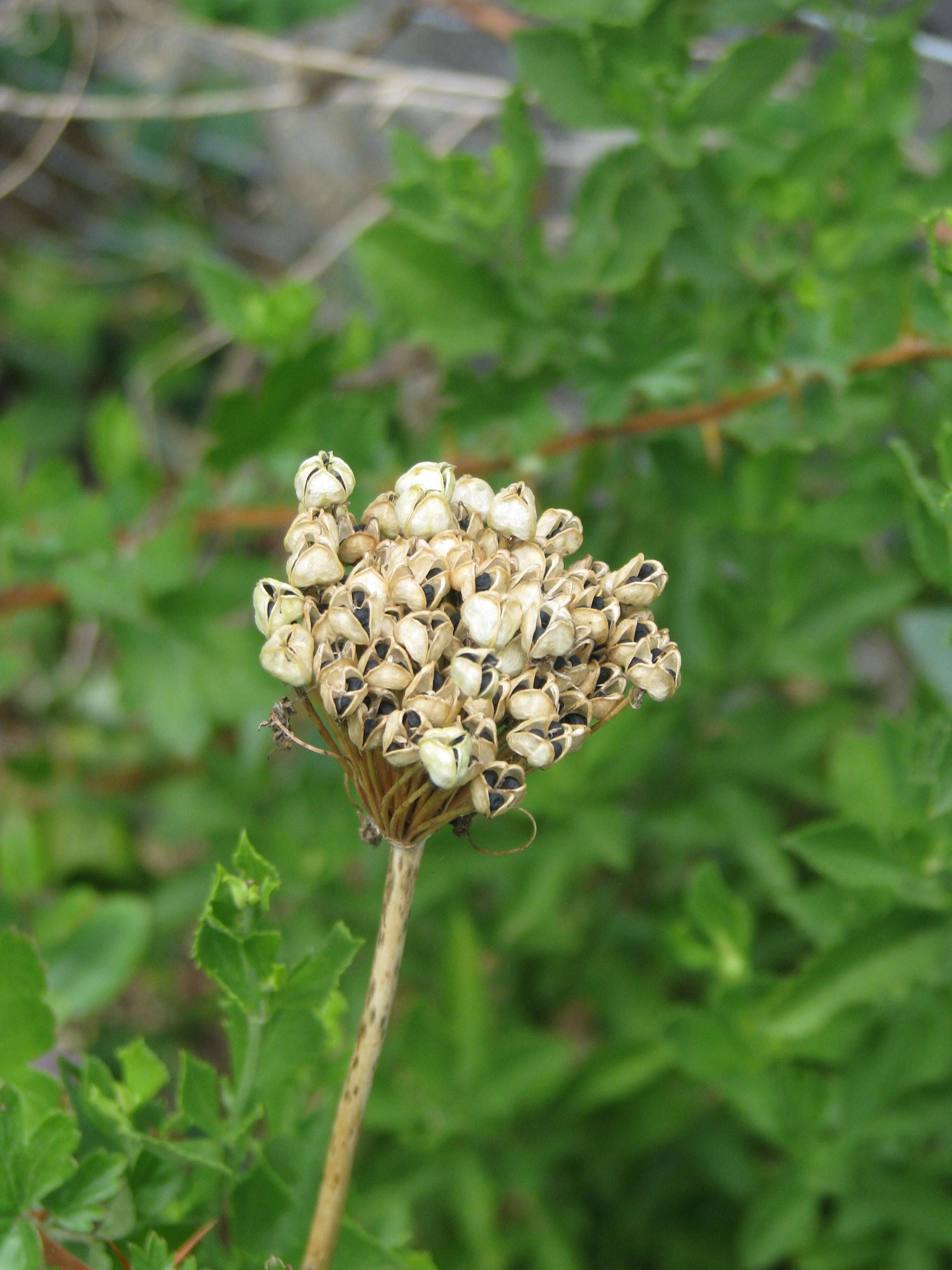 Image of Allium atropurpureum Waldst. & Kit.