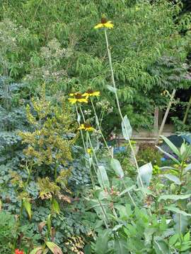 Image of great coneflower