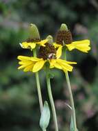 Image of great coneflower