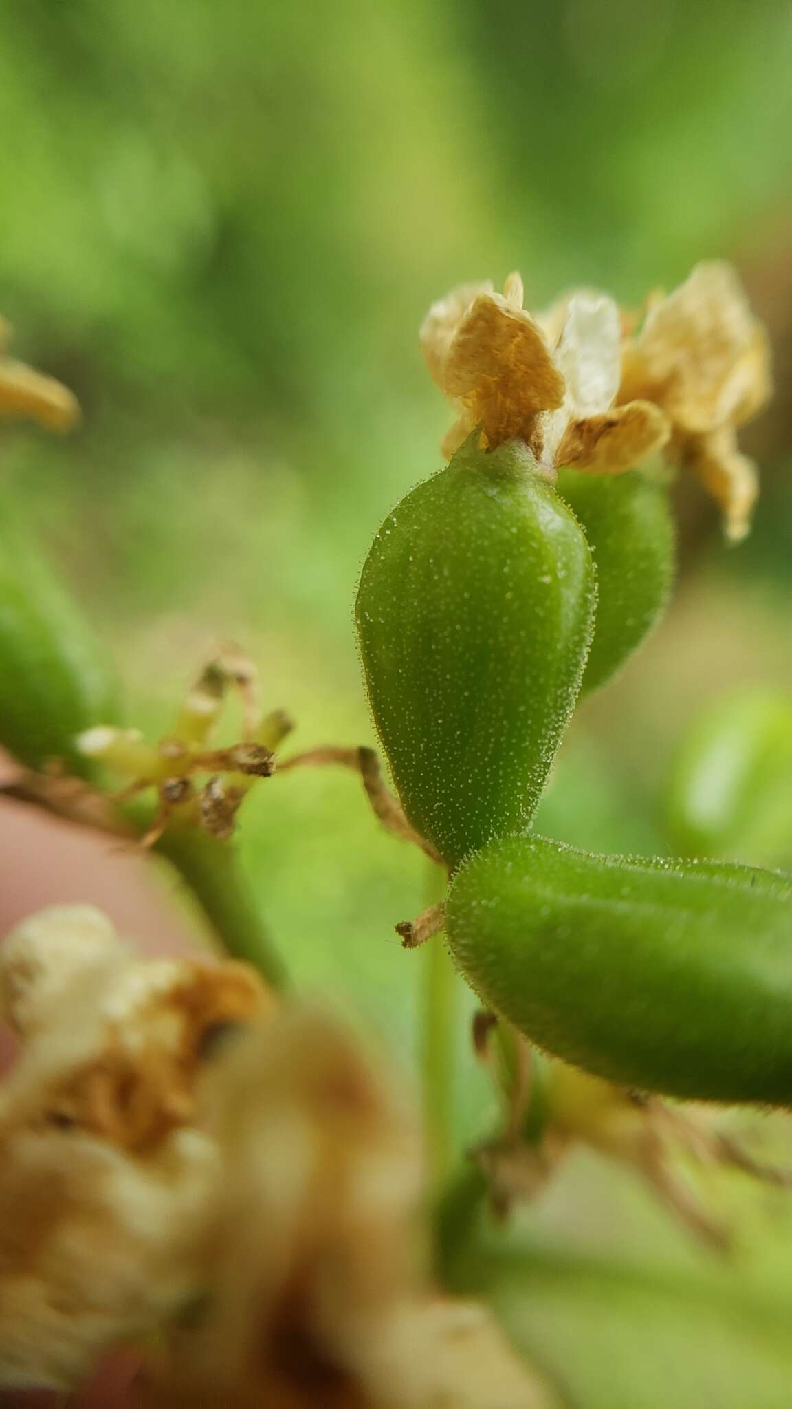 Sivun Viburnum ellipticum Hook. kuva