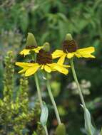 Image of great coneflower