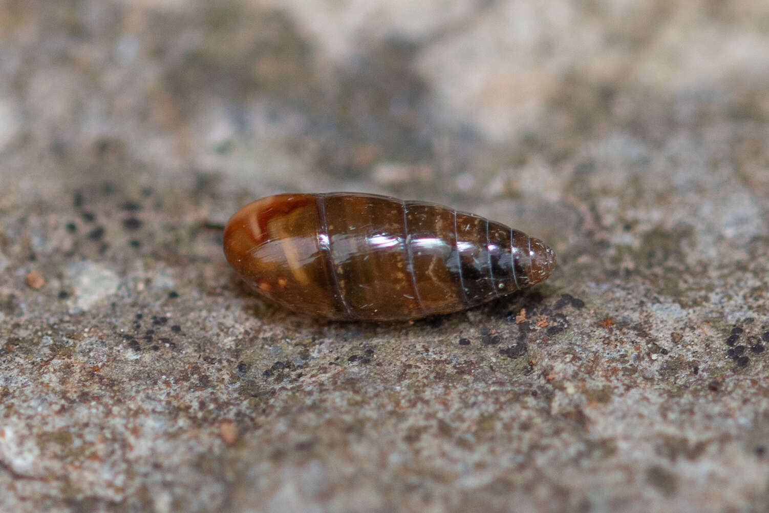 Image of Three-toothed Moss Snail