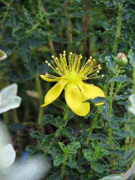 Image of Hypericum balearicum L.