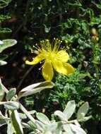 Image of Hypericum balearicum L.