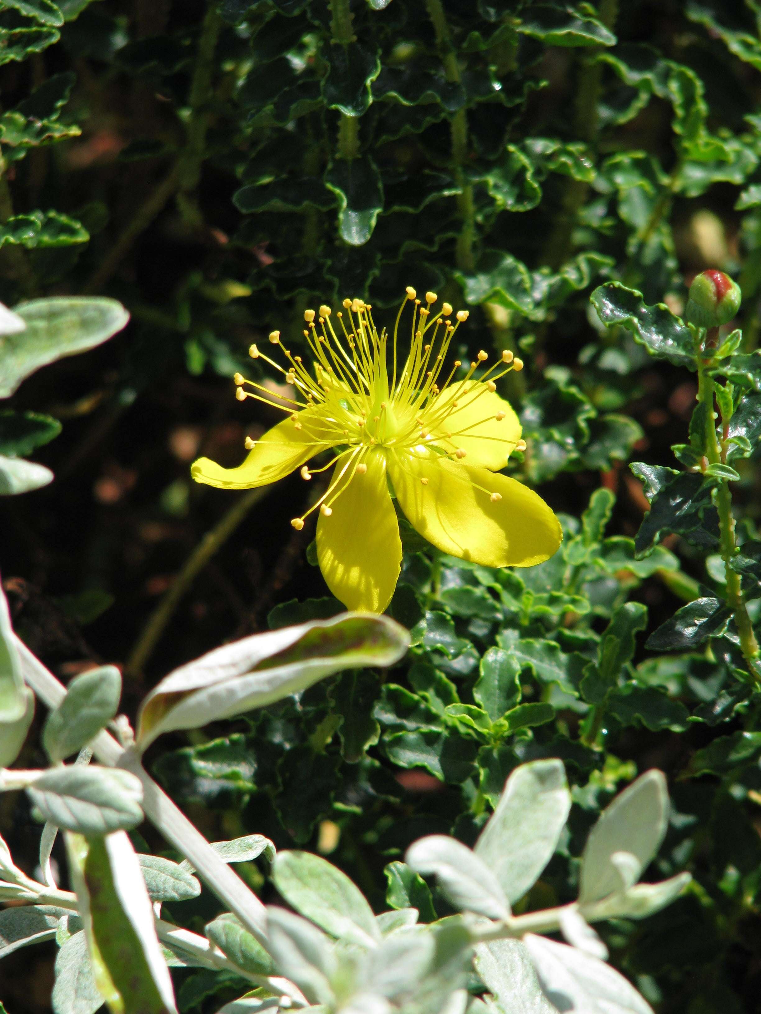 Image of Hypericum balearicum L.