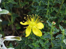 Image of Hypericum balearicum L.