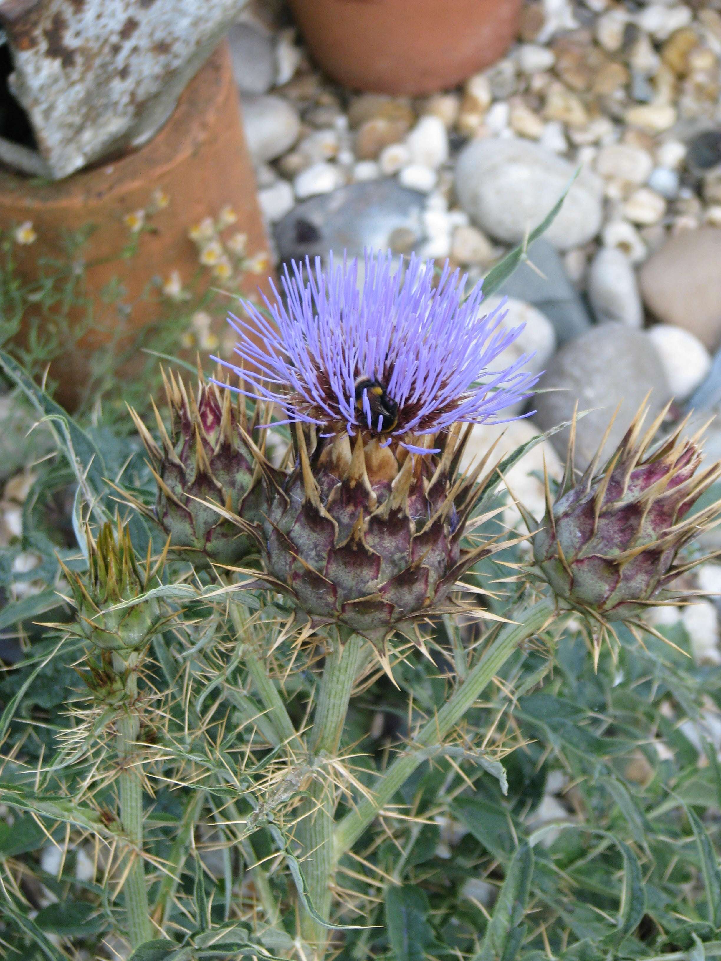 Image of cardoon