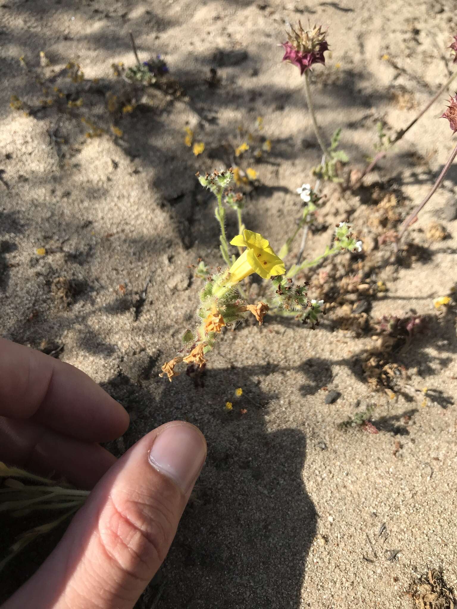 Image of Vandenberg monkeyflower