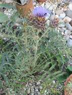 Image of cardoon