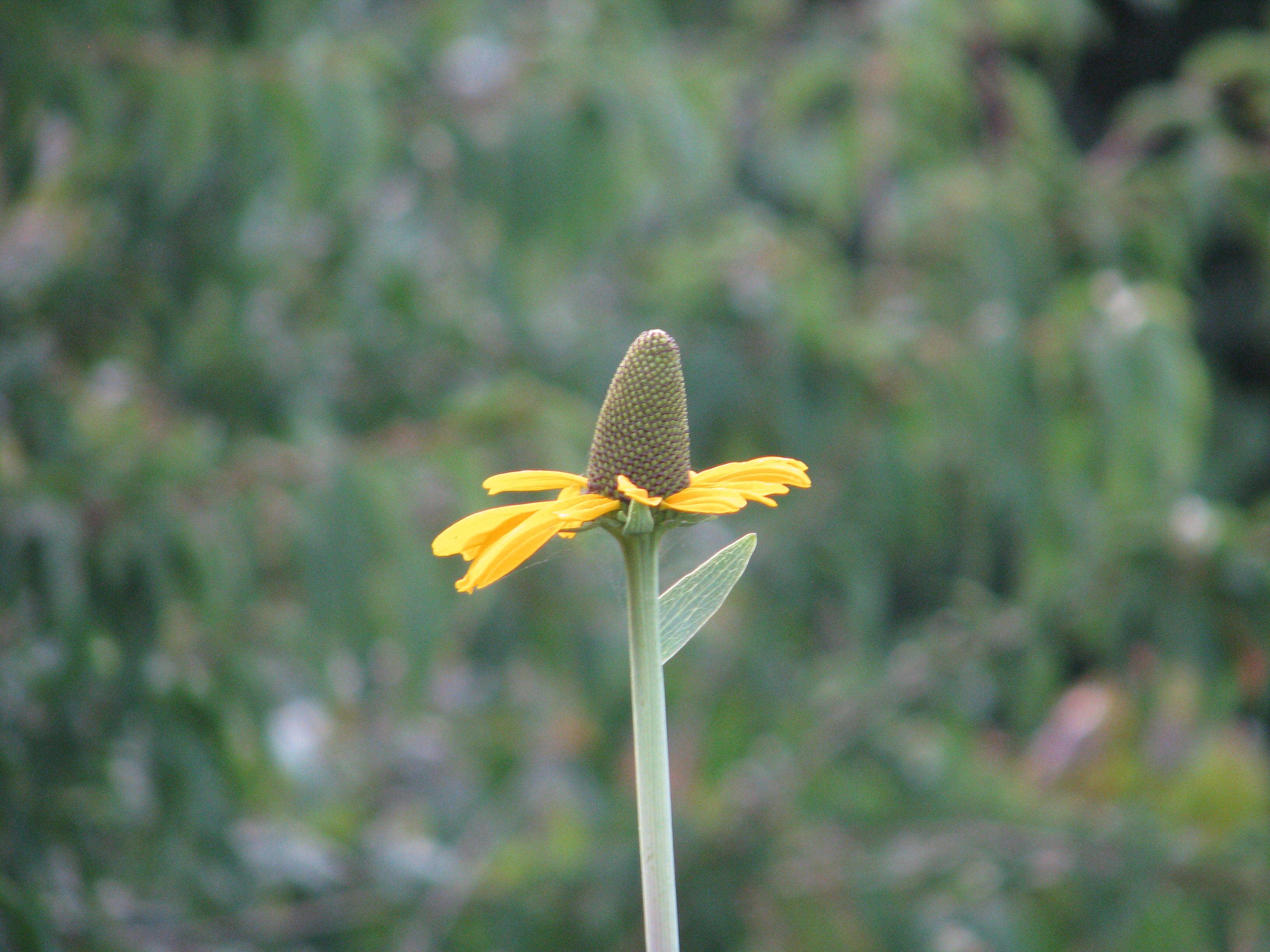 Image of great coneflower