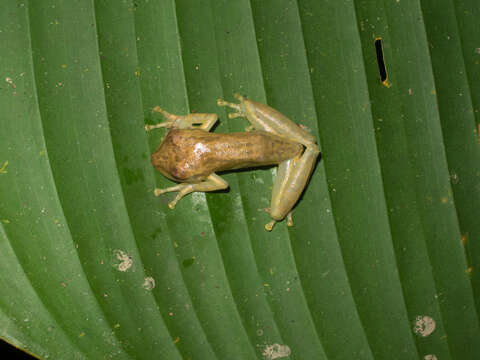 Image of Sipurio Snouted Treefrog