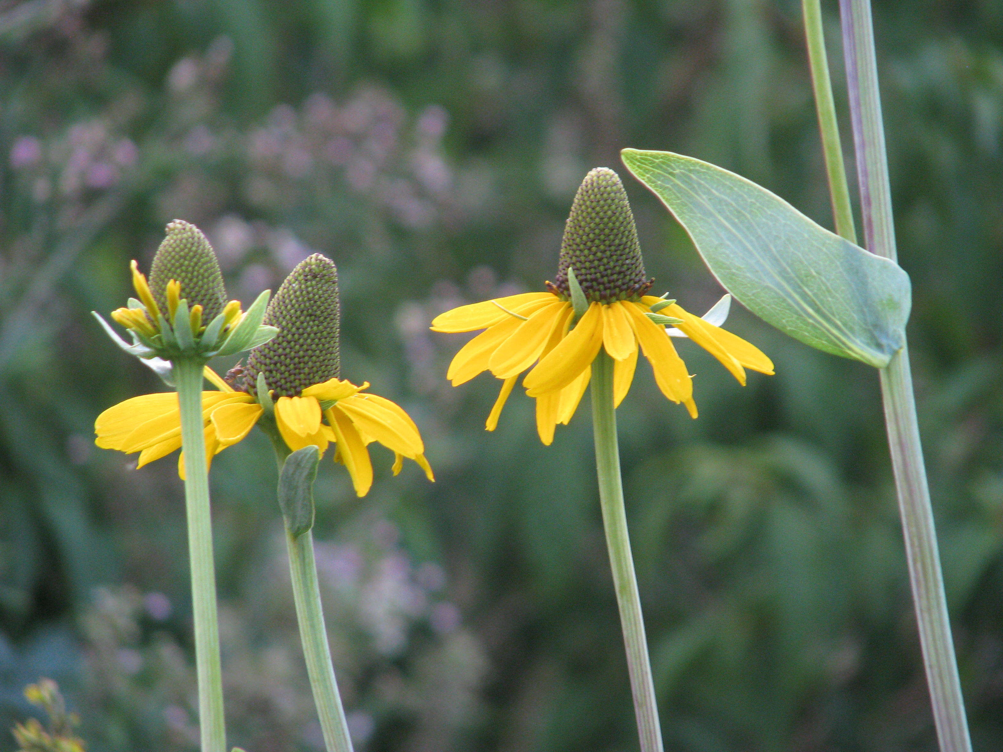 Image of great coneflower