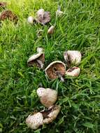 Image of Chlorophyllum hortense (Murrill) Vellinga 2002