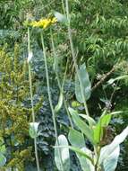 Image of great coneflower