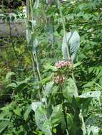 Image of great coneflower