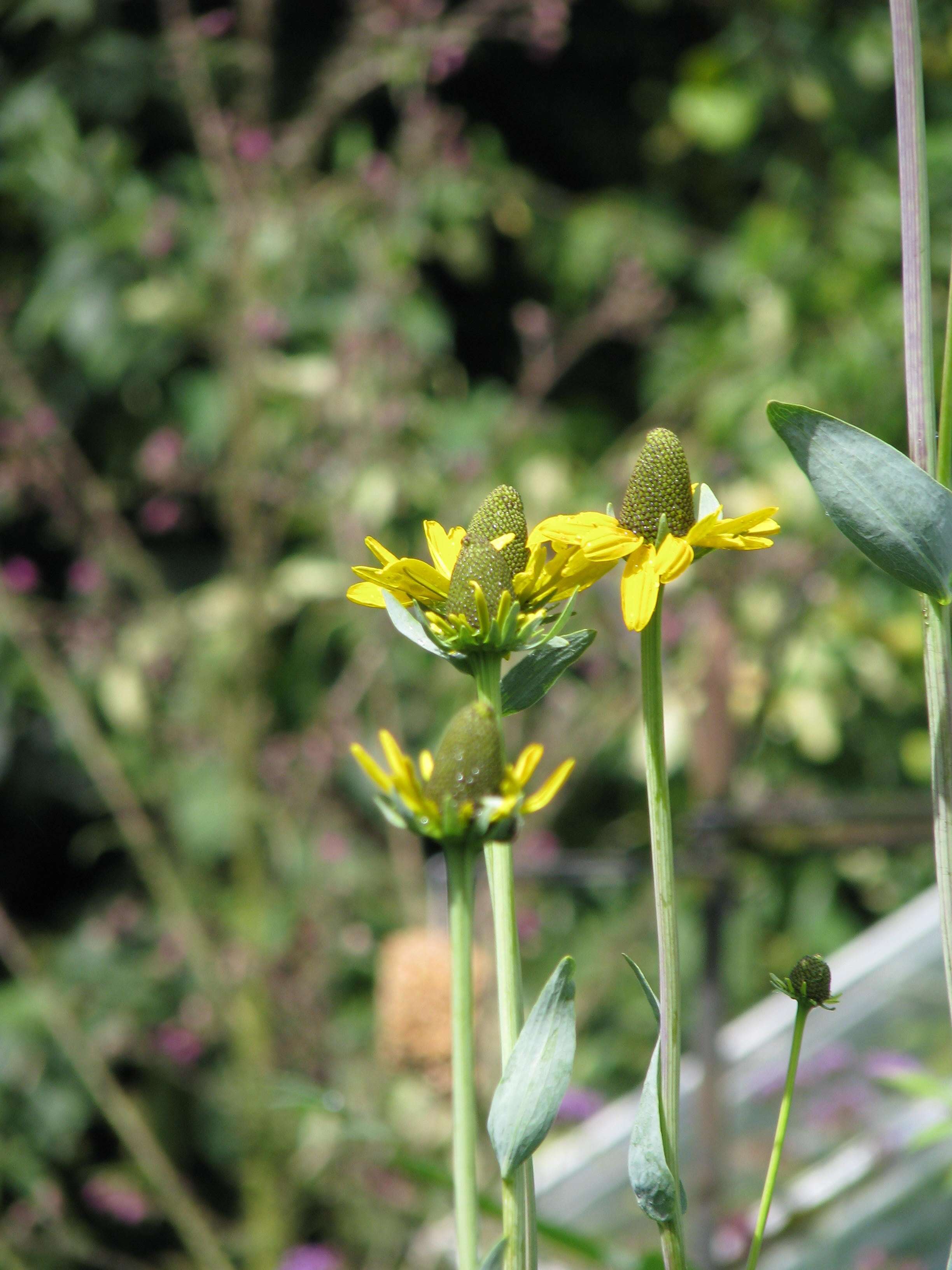 Image of great coneflower