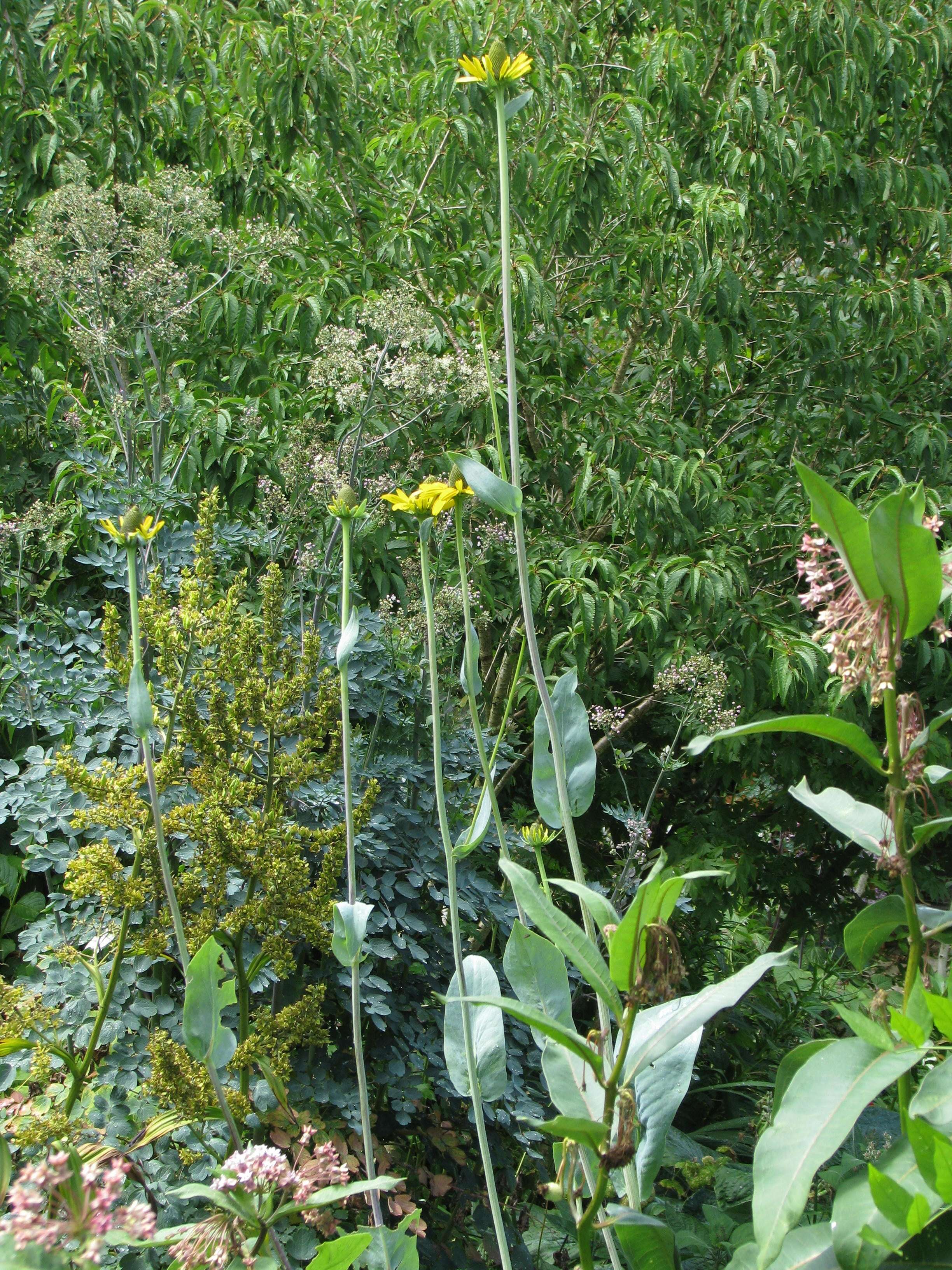 Image of great coneflower