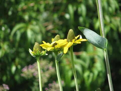 Image of great coneflower