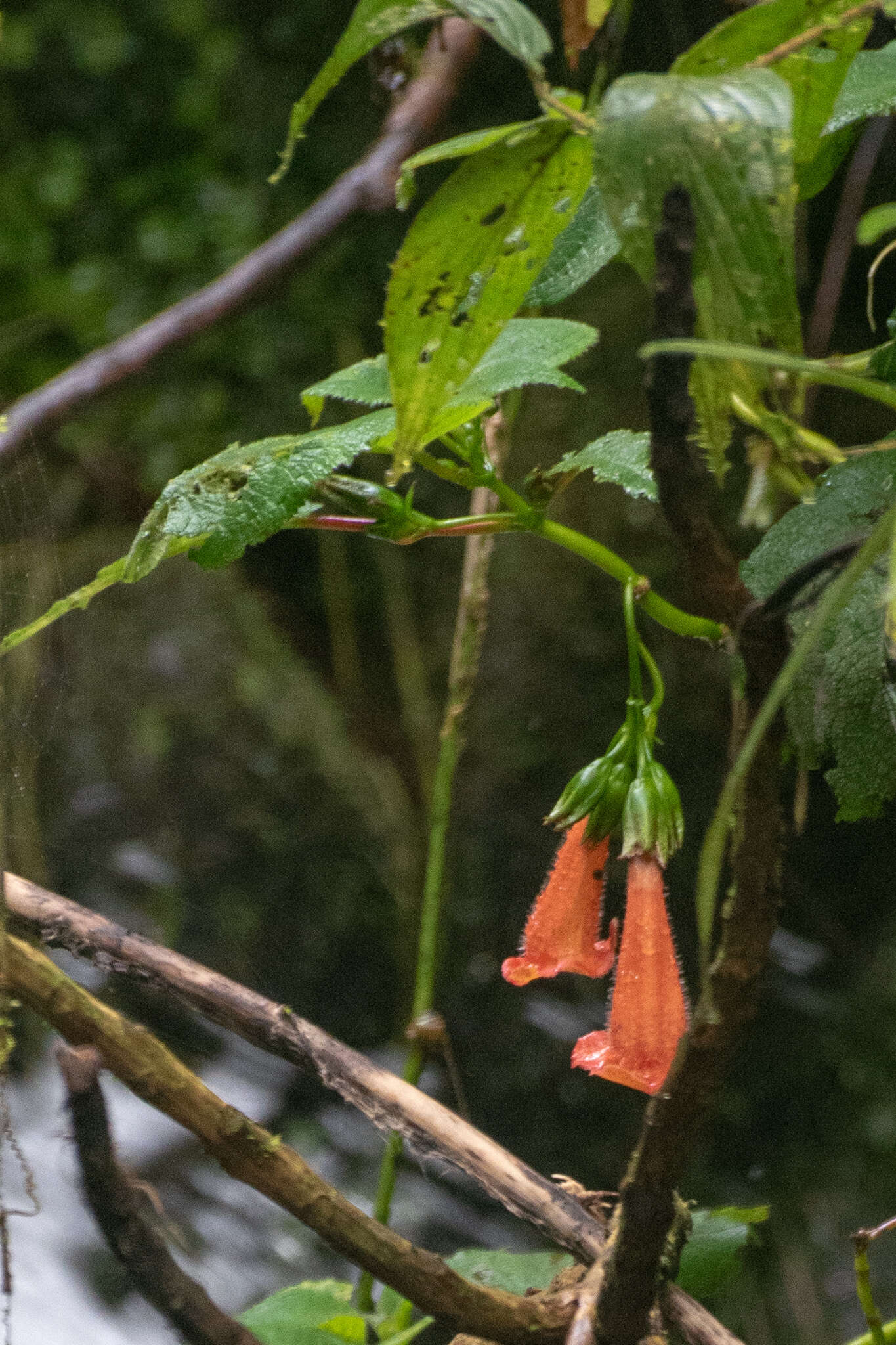 Imagem de Solenophora calycosa Donn. Sm.