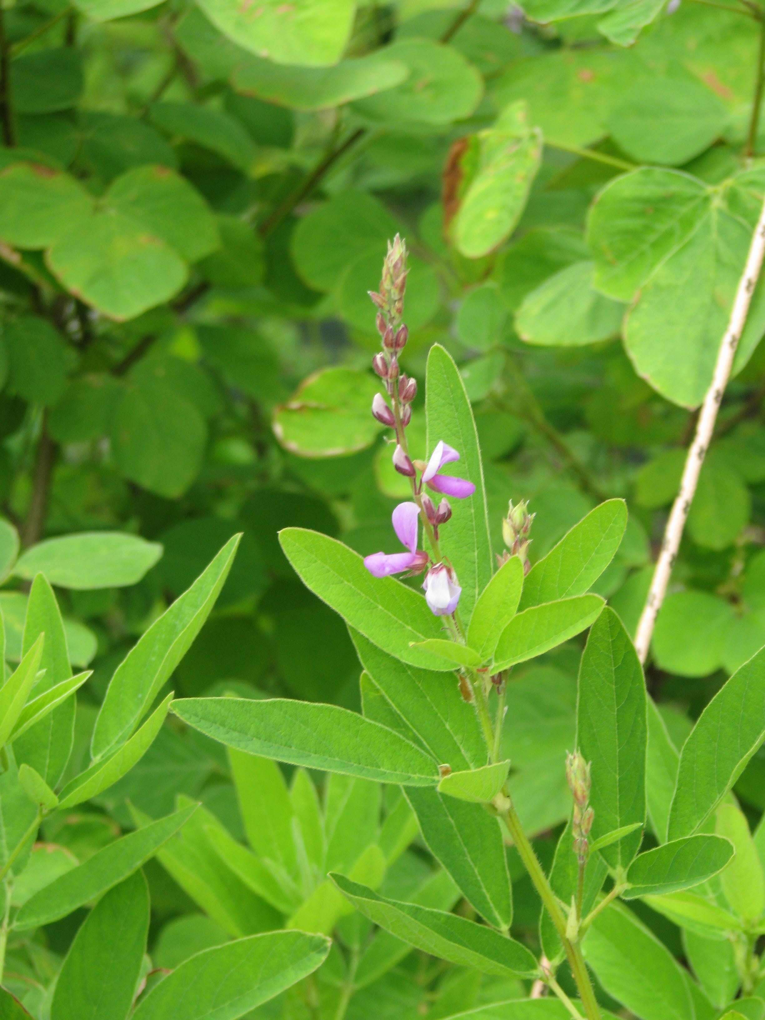 Image of panicledleaf ticktrefoil