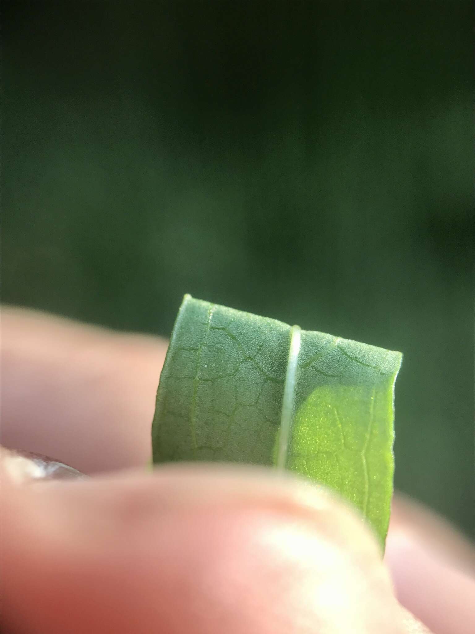 Imagem de Stachys hyssopifolia Michx.