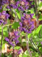 Image of common selfheal