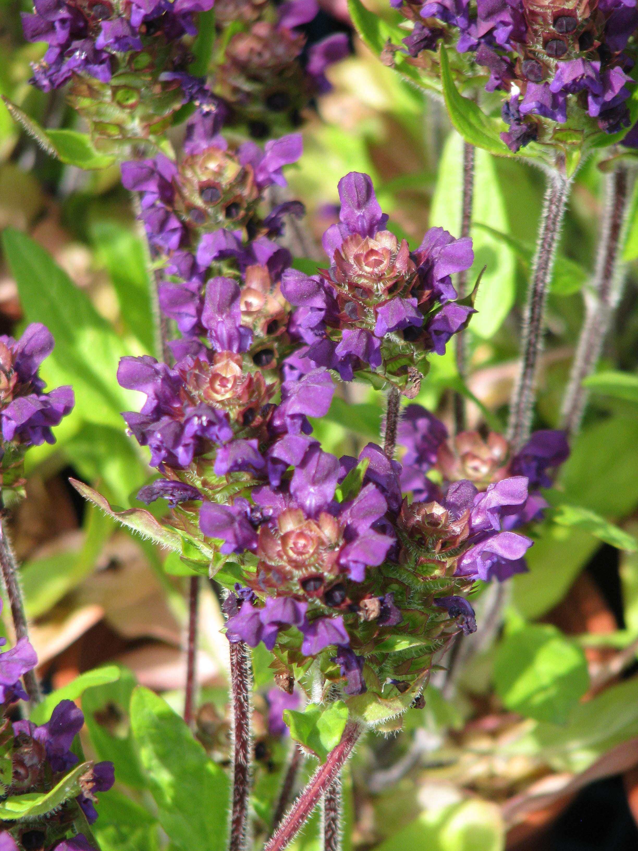 Image of common selfheal