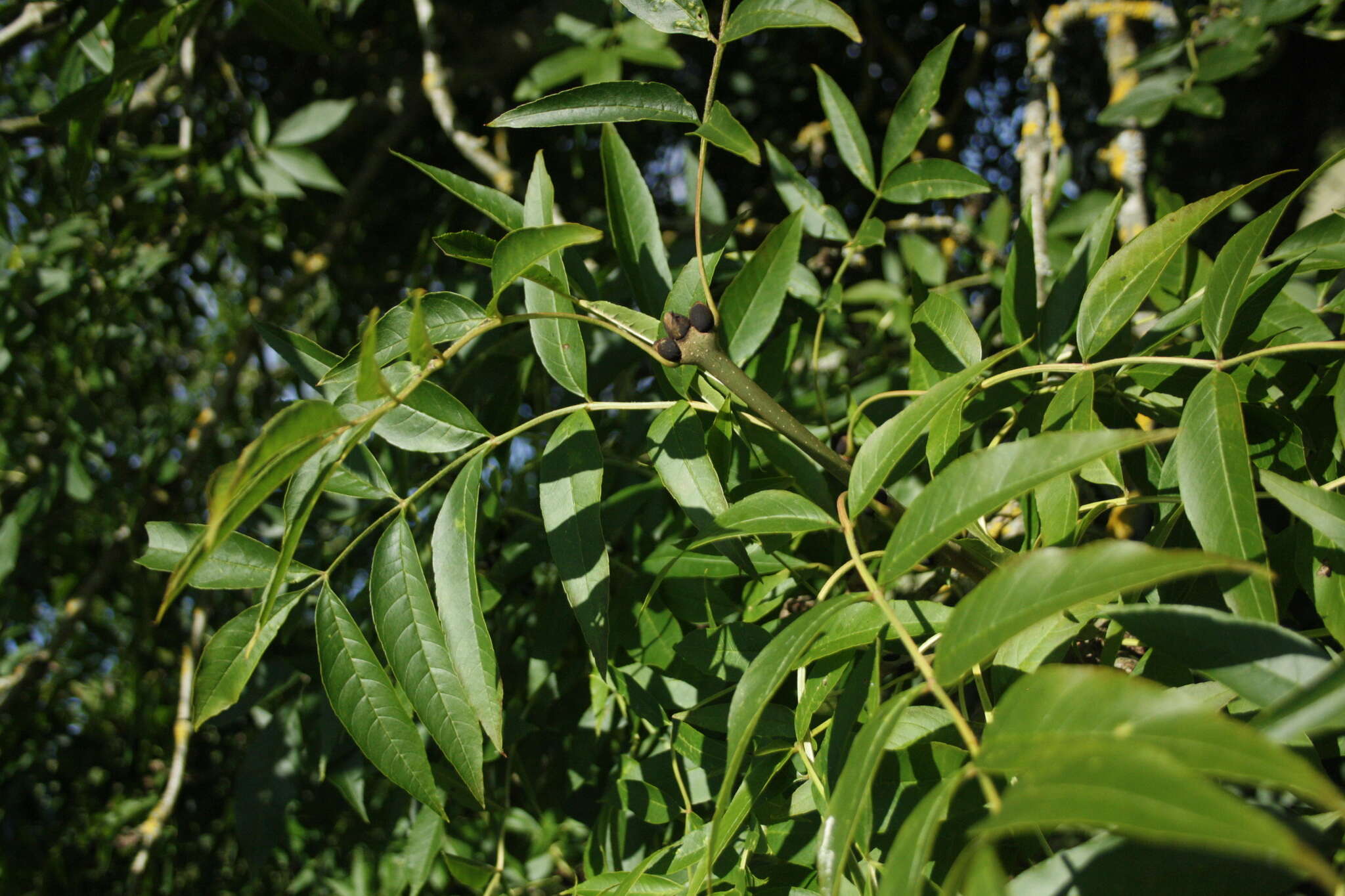 Image of European ash