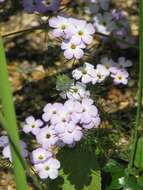 Image of largeflower linanthus