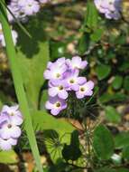 Image of largeflower linanthus