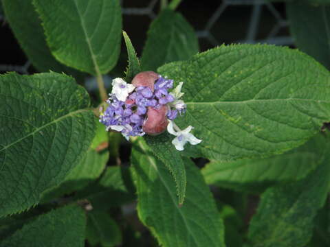 Imagem de Hydrangea involucrata Siebold