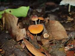 Image of Marasmius cladophyllus Berk. 1856