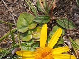 Image of Senecio condimentarius Cabrera