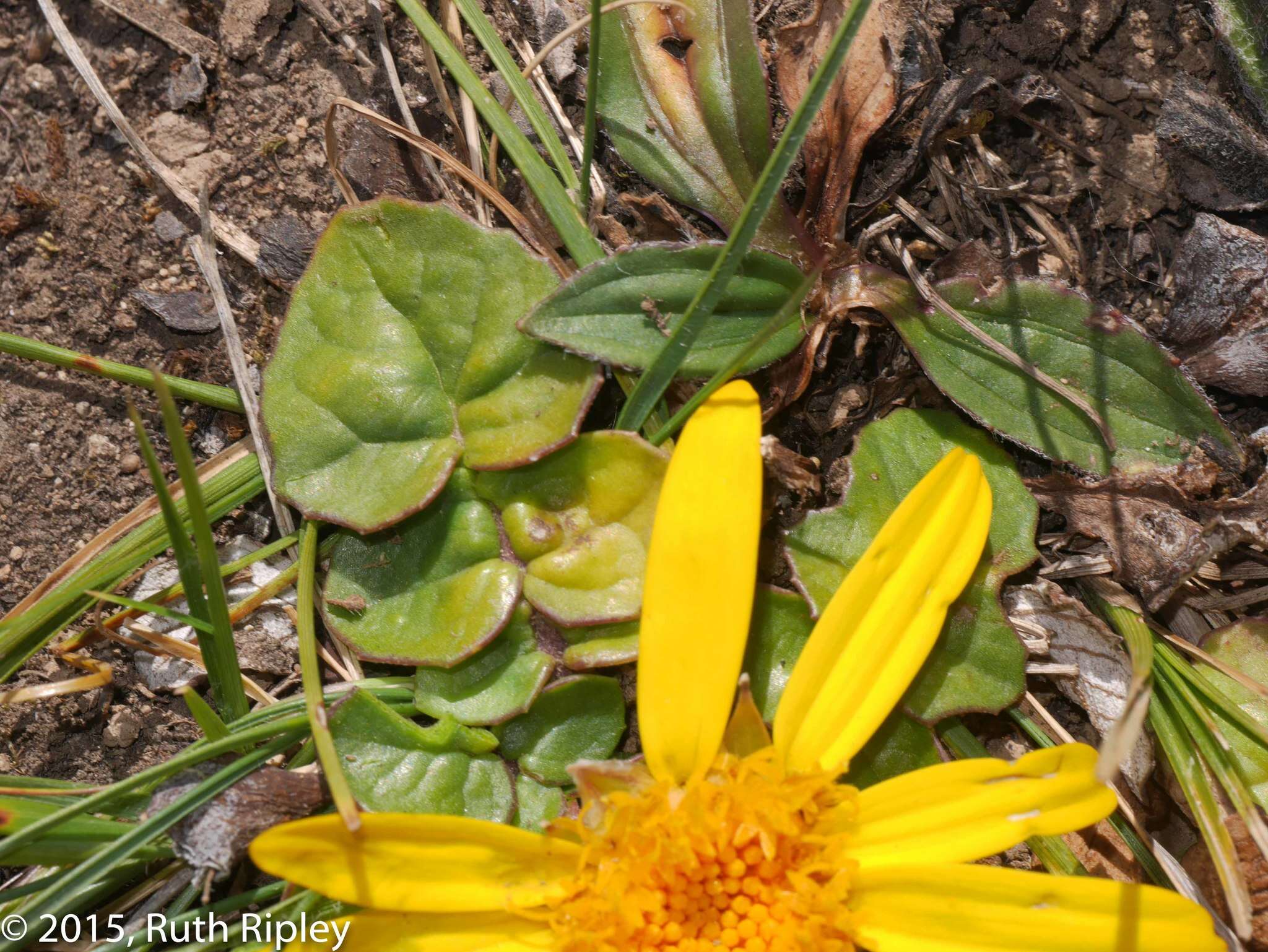 Image of Senecio condimentarius Cabrera