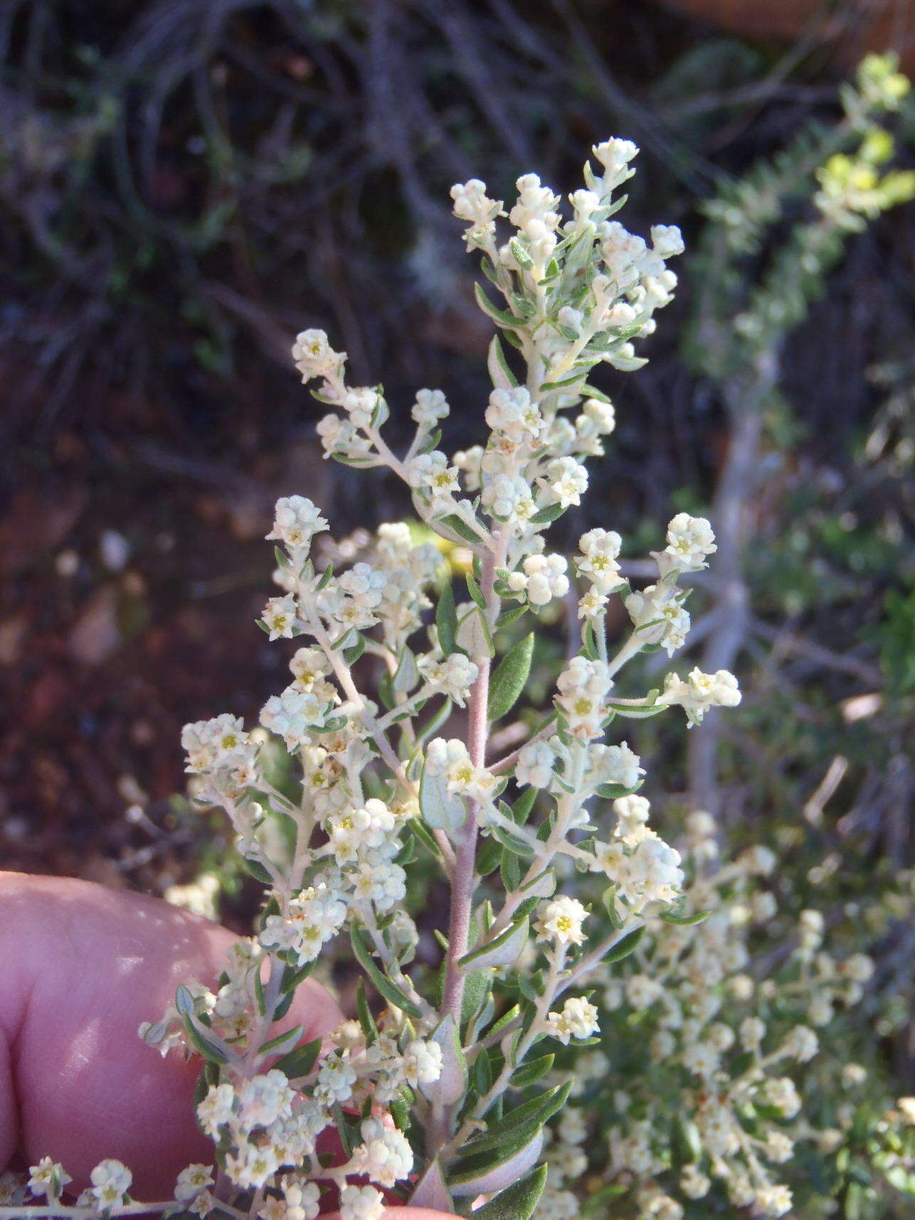 صورة Phylica paniculata Willd.