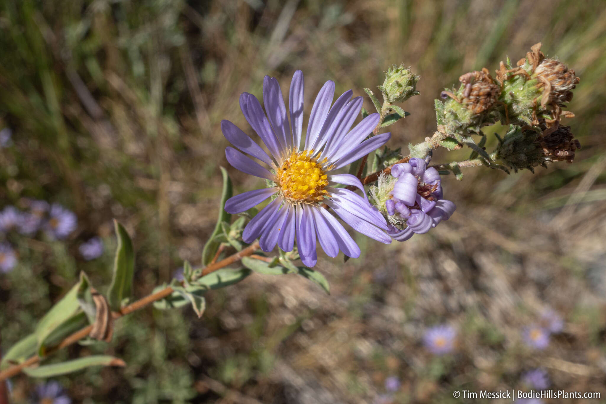 Image of western meadow aster