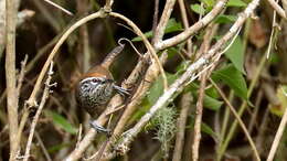 Image of Spot-breasted Wren