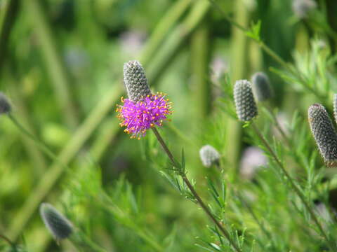 Image of purple prairie clover