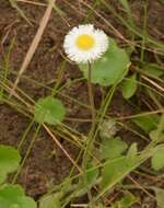 Image of Corpus Christi fleabane