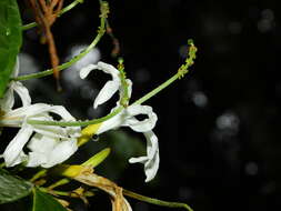 Image of Quararibea guianensis Aubl.