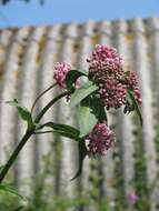 Image of purple milkweed