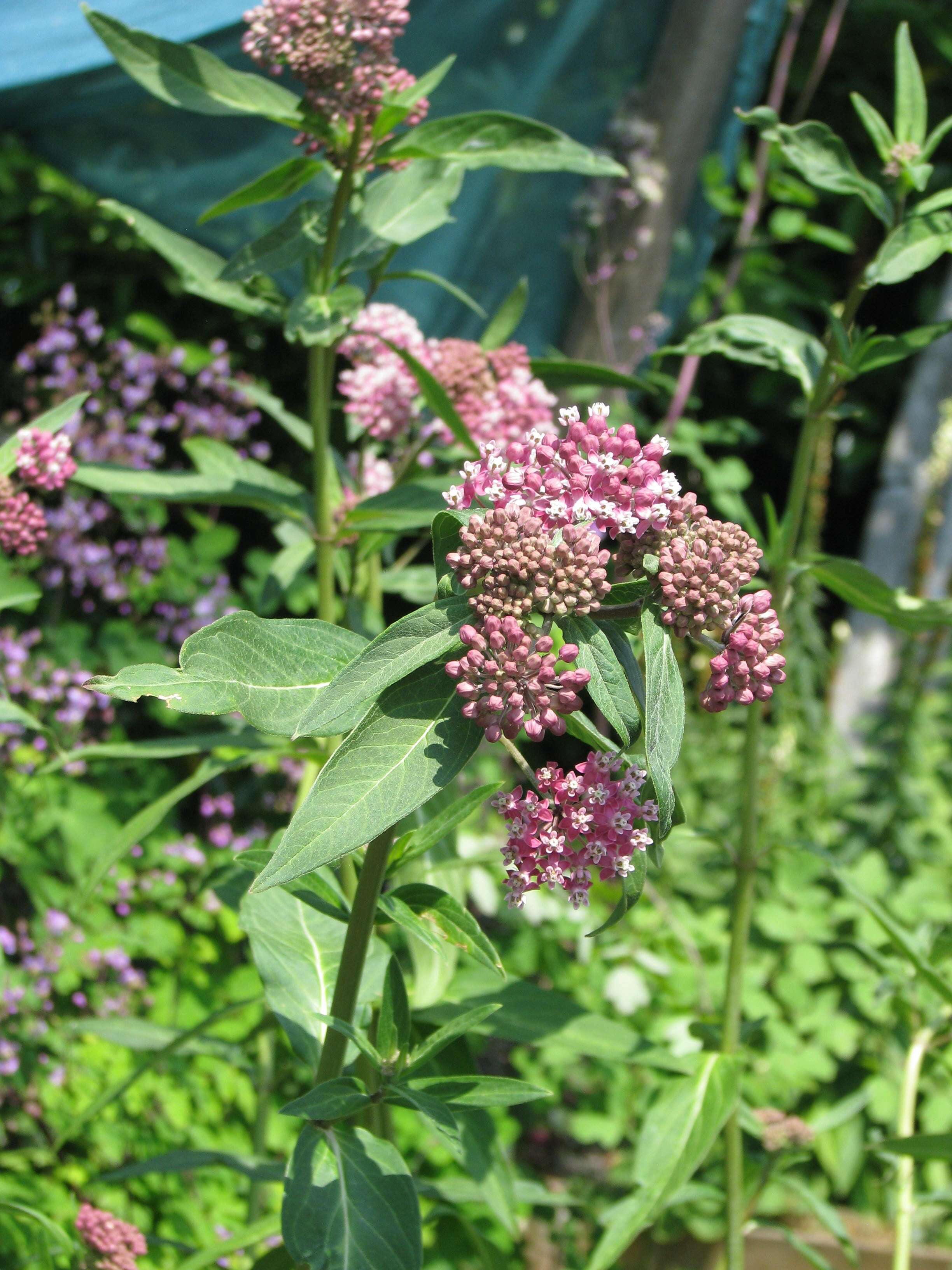 Image of purple milkweed